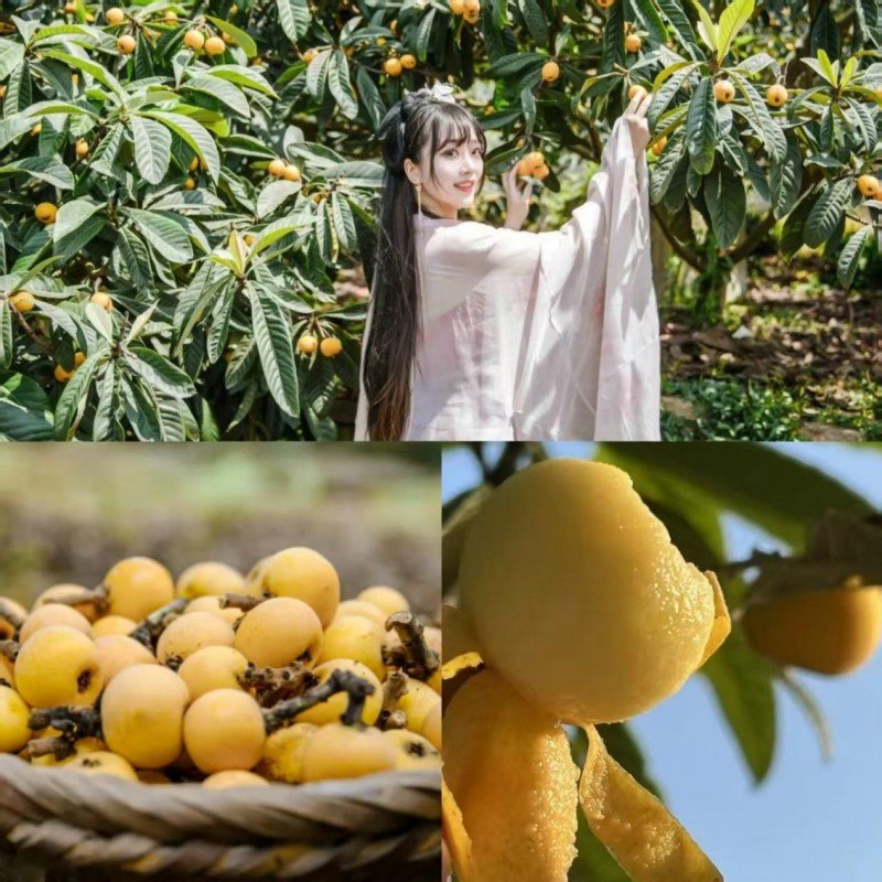 东山枇杷开采啦！枇杷文化旅游季活动持