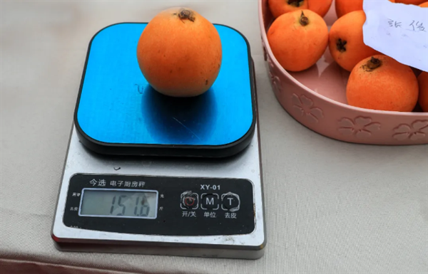 东山枇杷开采啦！枇杷文化旅游季活动持续火爆，快来领取打卡指南